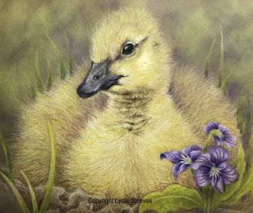 Yellow Puff Ball CP e-Packet